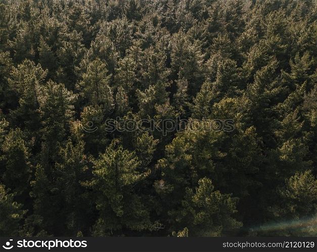 elevated view coniferous forest