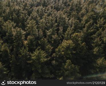 elevated view coniferous forest