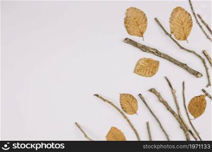 elevated view dry leaves twigs isolated white background with copy space text. High resolution photo. elevated view dry leaves twigs isolated white background with copy space text. High quality photo