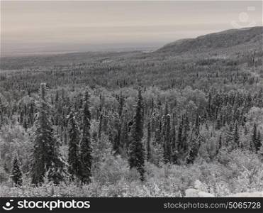 Elevated view of frost covered trees in a forest, Alaska Highway, Northern Rockies Regional Municipality, British Columbia, Canada