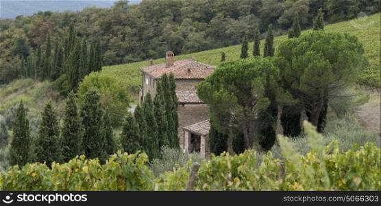 Elevated view of house with vineyards, Radda in Chianti, Tuscany, Italy