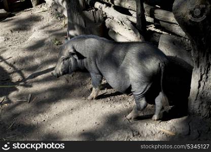 Elevated view of pig on a farm, Ban Gnoyhai, Luang Prabang, Laos