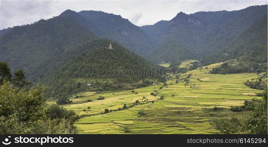 Elevated view of terraced field, Punakha, Punakha Valley, Punakha District, Bhutan