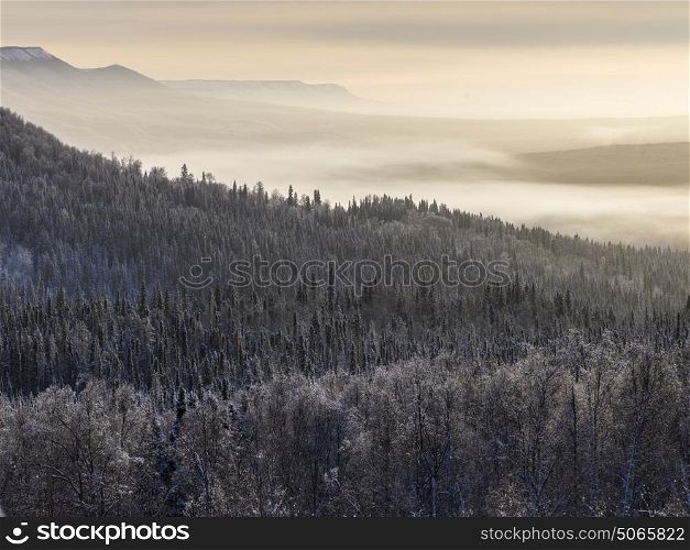 Elevated view of trees, Alaska Highway, Northern Rockies Regional Municipality, British Columbia, Canada