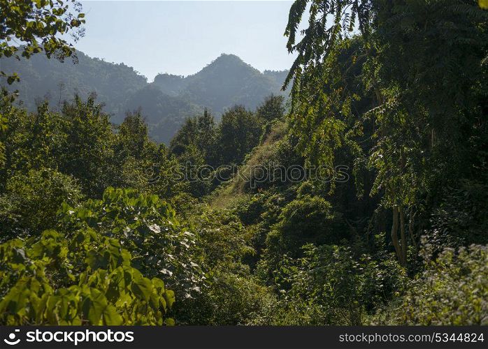 Elevated view of trees, Luang Prabang, Laos