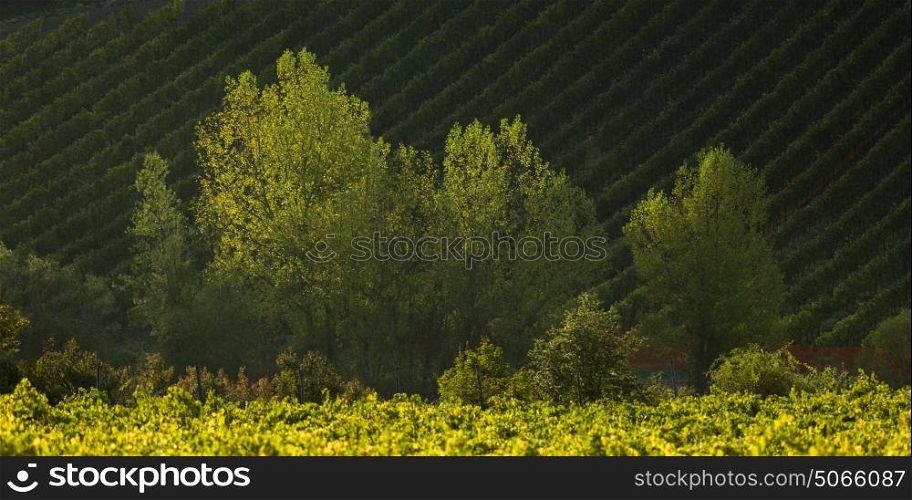 Elevated view of vineyard, Tuscany, Italy