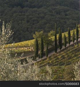 Elevated view of vineyards, Radda in Chianti, Tuscany, Italy