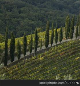Elevated view of vineyards, Tuscany, Italy