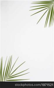 elevated view palm leaves corner white backdrop. High resolution photo. elevated view palm leaves corner white backdrop. High quality photo