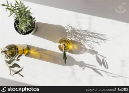 elevated view rosemary pot with two olives bottle sunlight