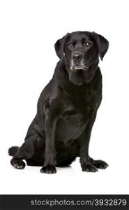 Eleven years old black Labrador. Eleven years old black Labrador in front of a white background