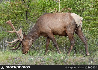 Elk (Cercus canadensis) grazing in a forest, Jasper National Park, Alberta, Canada