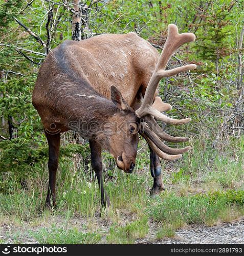 Elk (Cercus canadensis) in a forest, Jasper National Park, Alberta, Canada