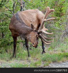 Elk (Cercus canadensis) in a forest, Jasper National Park, Alberta, Canada