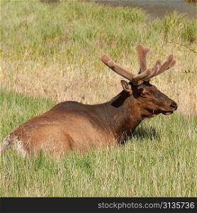 Elk (Cercus canadensis) resting on grass, Jasper National Park, Alberta, Canada