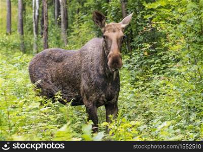 Elk stands in the forest in the tall grass .Leningrad region . Russia.. Elk stands in the forest in the tall grass .