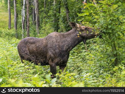Elk stands in the forest in the tall grass .Leningrad region . Russia.. Elk in the forest eating young leaves on branches.