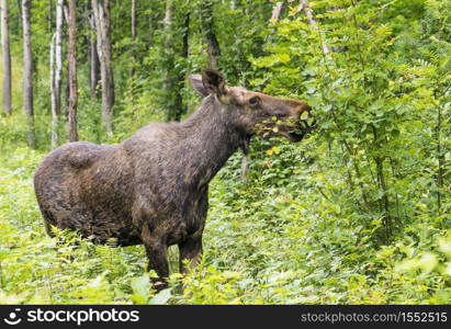 Elk stands in the forest in the tall grass .Leningrad region . Russia.. Elk in the forest eating young leaves on branches.