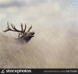 Elk Walking in Tall Grass