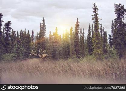 Elk Walking in Tall Grass at sunset.