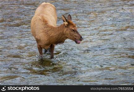 elks stands in the water in the boiling river in Yellowstone National Park