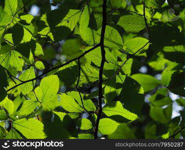 elm leaves in the forest