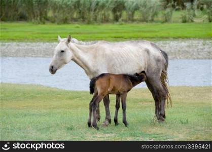 emaciated horse and its foal suckling milk from it at green river bank