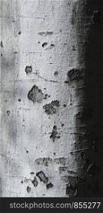 Embossed texture of the tree bark. Vertical panoramic photo of the tree bark texture.. Embossed texture of the tree bark.