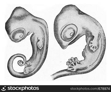 Embryos of salamanders greatly enlarged, vintage engraved illustration. From the Universe and Humanity, 1910.