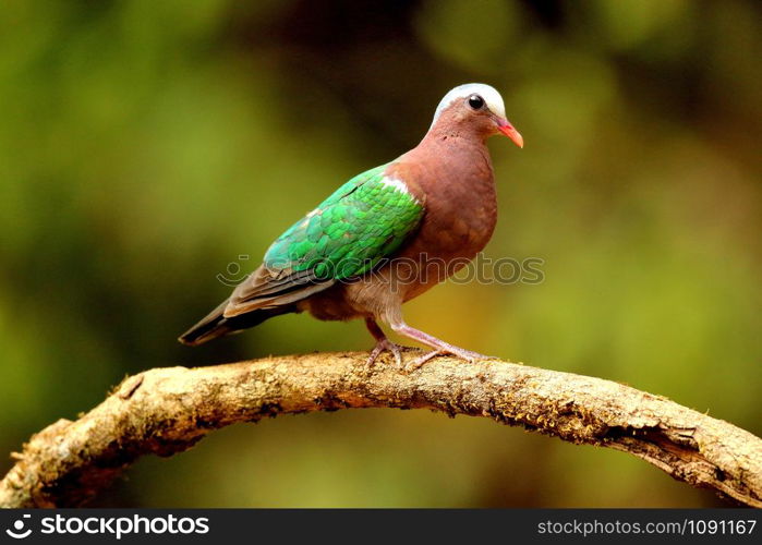 Emerald Dove, Chalcophaps indica ,Ganeshgudi, Karnataka, India