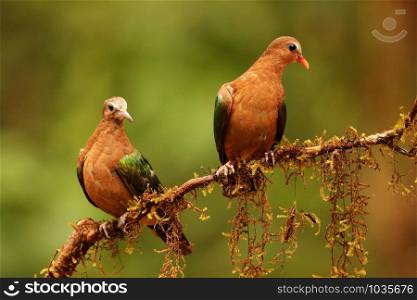Emerald dove, Chalcophaps indica, Ganeshgudi, Karnataka, India.. Emerald dove, Chalcophaps indica, Ganeshgudi, Karnataka, India