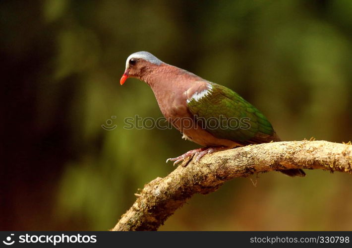 Emerald Dove, Chalcophaps indica, Ganeshgudi, Karnataka, India. Emerald Dove, Chalcophaps indica, Ganeshgudi, Karnataka, India.