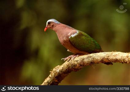 Emerald Dove, Chalcophaps indica, Ganeshgudi, Karnataka, India. Emerald Dove, Chalcophaps indica, Ganeshgudi, Karnataka, India.