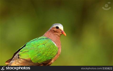 Emerald Dove, Chalcophaps indica, Ganeshgudi, Karnataka, India. Emerald Dove, Chalcophaps indica, Ganeshgudi, Karnataka, India.