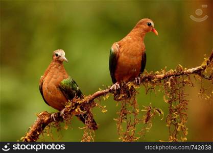 Emerald dove, Chalcophaps indica, Ganeshgudi, Karnataka, India.. Emerald dove, Chalcophaps indica, Ganeshgudi, Karnataka, India