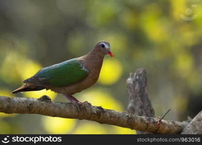 Emerald Dove, Chalcophaps indica, Sattal, Uttarakhand, India.