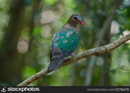 Emerald dove or Green Pigeon, Chalcophaps Indica, bird