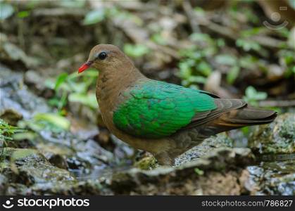 Emerald dove or Green Pigeon, Chalcophaps Indica, bird