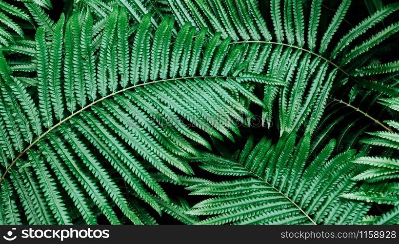 Emerald green fern leaf lush fresh pure natural background texture, Tropical forest plant wallpaper