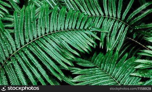 Emerald green fern leaf lush fresh pure natural background texture, Tropical forest plant wallpaper