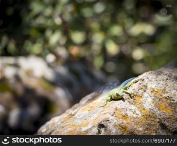 Emerald Swift lizard (Sceloporus Malachiticus) basking on a rock in Central America