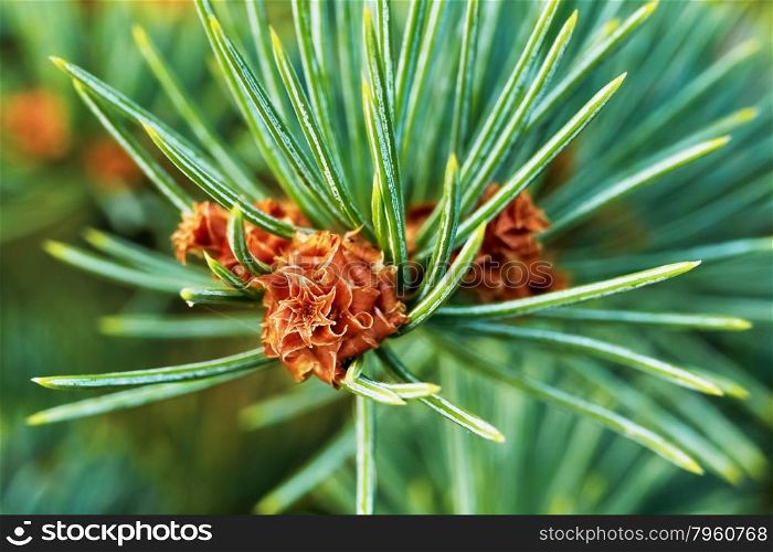 Emerging pine cone. Emerging pine cone closeup