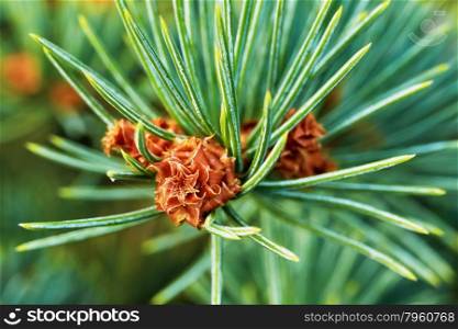 Emerging pine cone. Emerging pine cone closeup