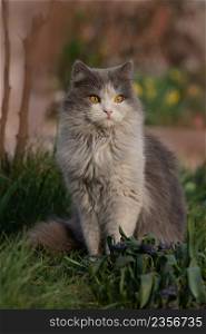 Emotional cat resting in spring grass. Gray cat in the garden. Cat enjoys spring in the garden. Cat walking in a beautiful garden with flowers