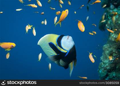 Emperor Angel fish swimming in the ocean with anthia fish around