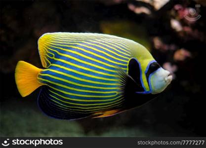 Emperor angelfish Pomacanthus imperator fish underwater in sea with corals in background. Emperor angelfish fish underwater in sea