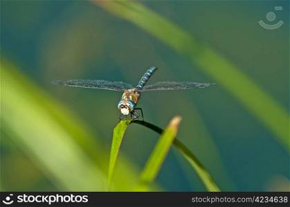 Emperor Dragonfly, Anax imperator