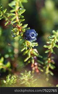 Empetrum nigrum, crowberry, black crowberry, in western Alaska, blackberry is a flowering plant species in the heather family Ericaceae with a near circumboreal distribution in the northern hemisphere