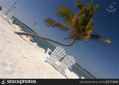 Empty adirondack chairs and a palm tree on the beach