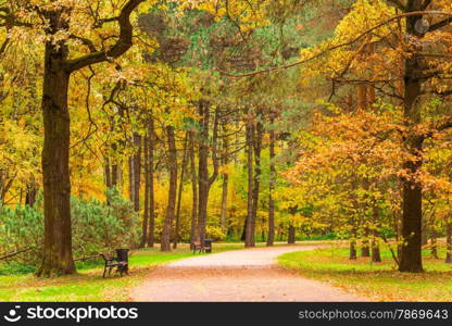 empty beautiful park with benches in the autumn